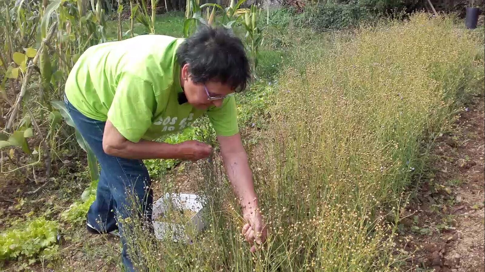 Teño unha horta Teño unha horta