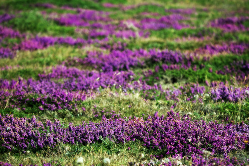 Flora en Baldaio