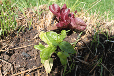 Albahaca y lechuga