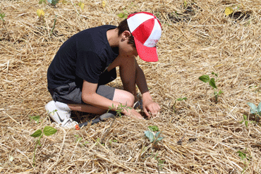 Nio cultivando en el huerto en bancales cubiertos con paja