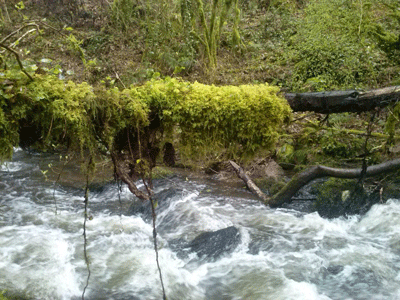 Ribeira da Pena